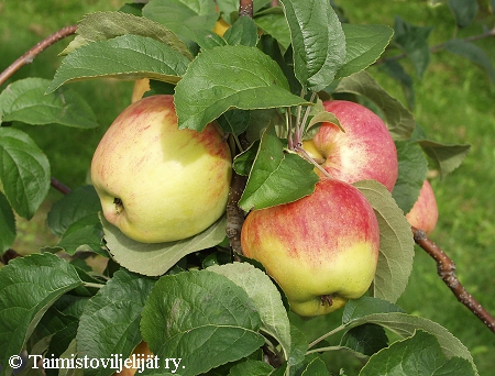 Malus domestica 'Tsaarin Kilpi', tarhaomenapuu